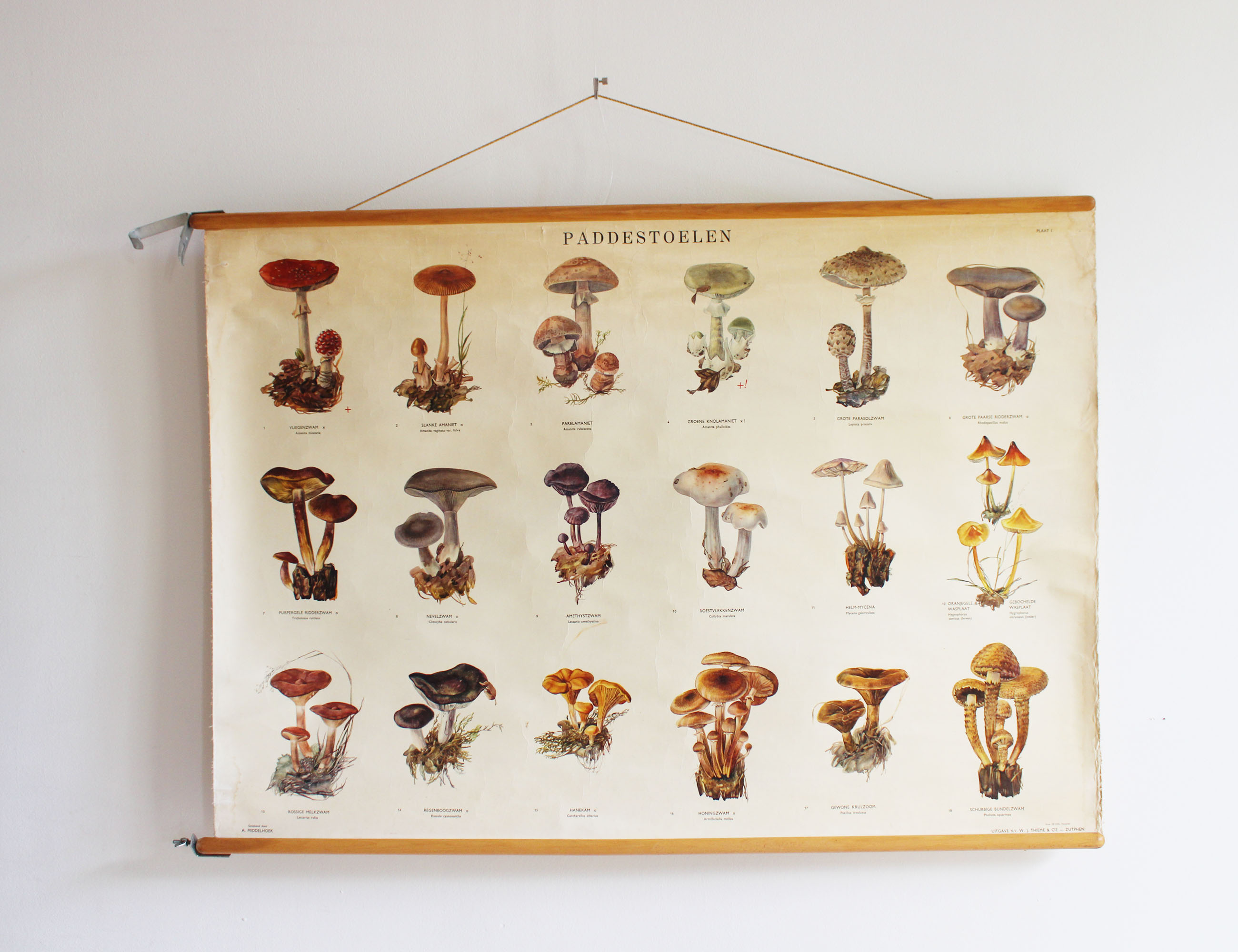 Vintage schoolplaat; Paddestoelen. Retro biologie plaat / pull down chart