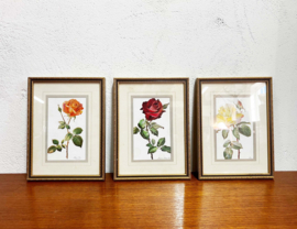 Set van 3 bloemen prenten in lijsten. Vintage botanische posters met rozen