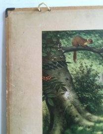 Het bos: Dubbelzijdige schoolplaat van Koekkoek.  Vintage poster op karton