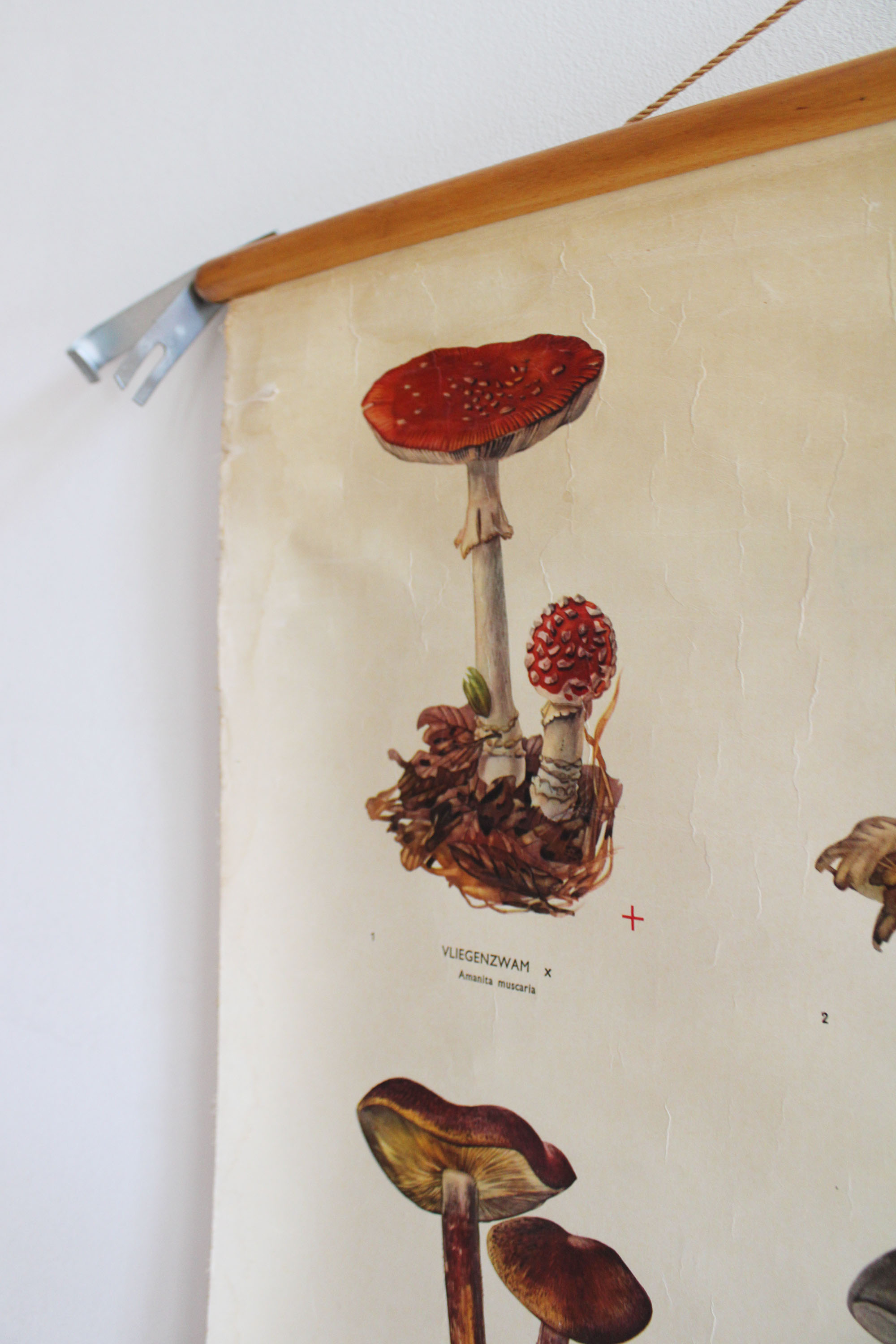 Vintage schoolplaat; Paddestoelen. Retro biologie plaat / pull down chart