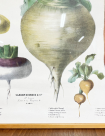 Grote vintage prent met knollen- Vilmorin. Botanische retro poster - groentes
