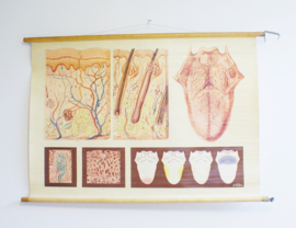 Vintage schoolplaat, anatomie van de mens. Huid en de tong. Retro poster