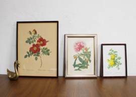 Set van 3 bloemen prenten in lijsten. Vintage botanische  posters, o.a.  Pierre Joseph Redoute