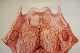 Vintage schoolplaat, anatomie van de mens. Retro poster, huid en de tong.