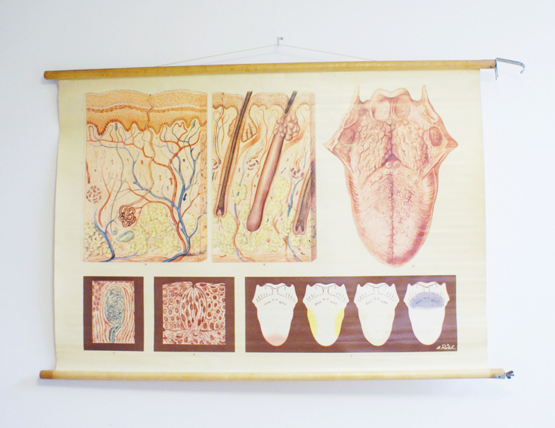 meten marge Onderverdelen Vintage schoolplaat, anatomie van de mens. Huid en de tong. Retro poster |  Schoolplaten | Flat Sheep