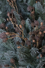 Tak eryngium