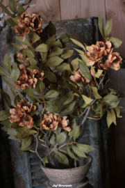 Paeonia coffee