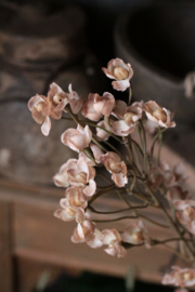 Brynxz cornus offwhite
