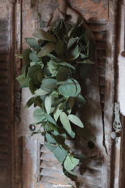 Toef eucalyptus groot blad