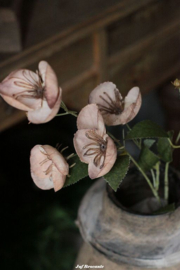 Ranunculus (boterbloem) cappuccino