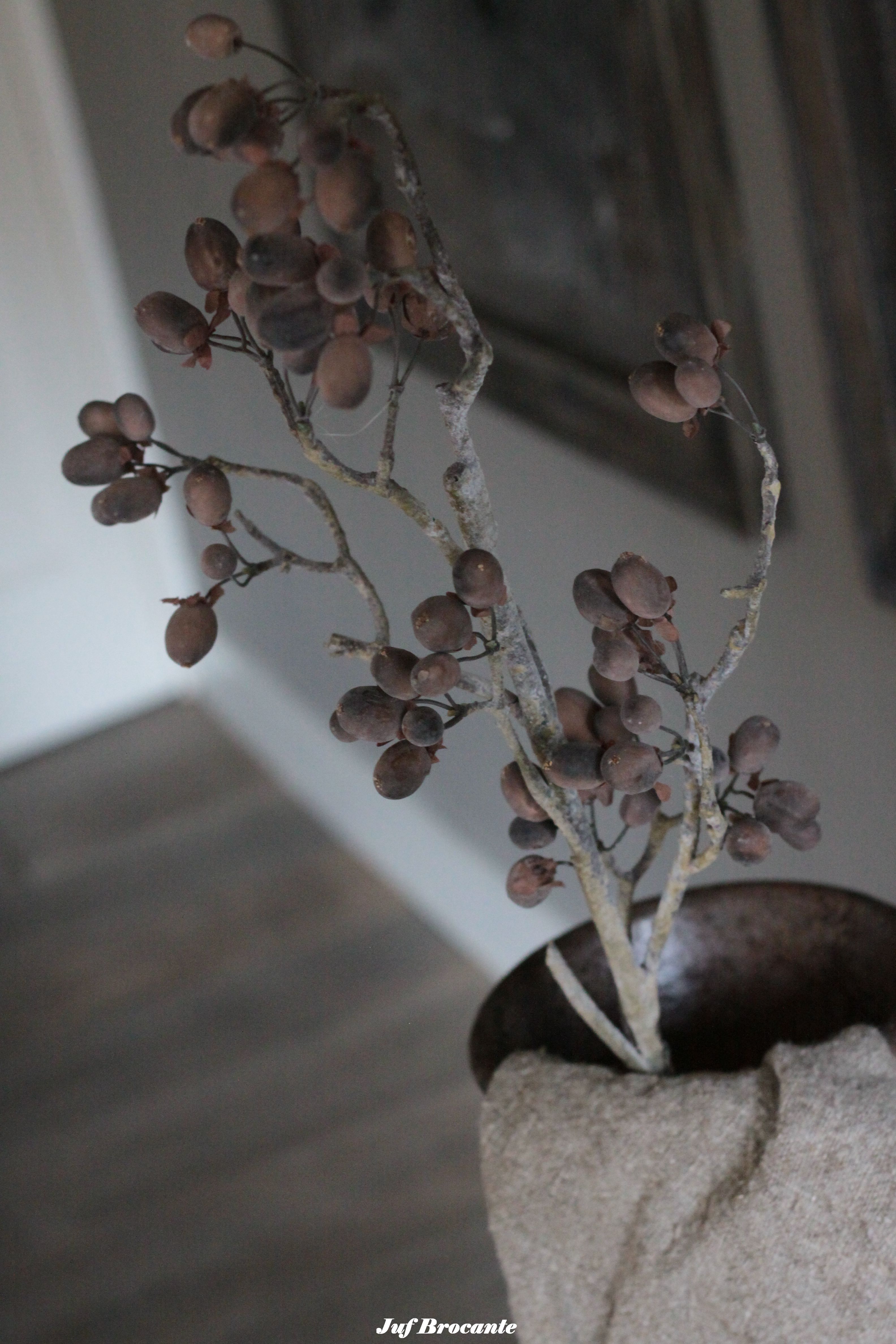 Brynxz Alnus grande brown