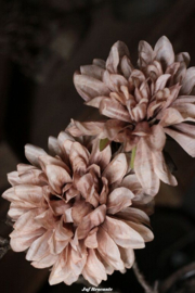 Zijdebloem dahlia cappuccino