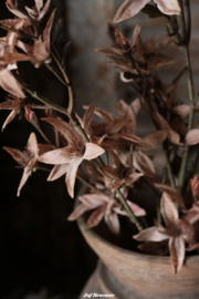 Magnolia stel. cappuccino