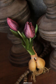 Bosje tulpen burgundy met bol