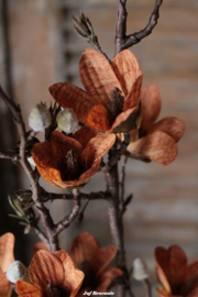 Magnolia orange