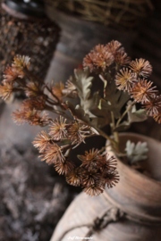 Centaurea brown