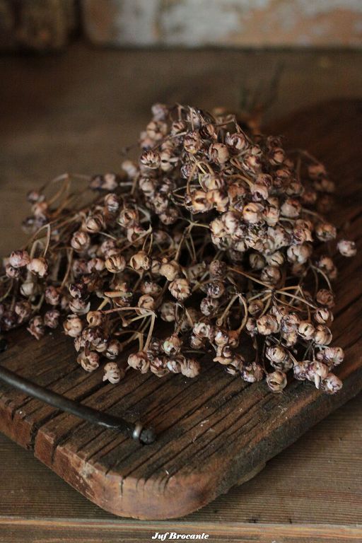 Bosje kunst Ilex serrata bruin