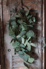 Toef eucalyptus groot blad