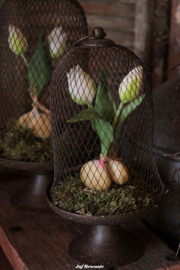 Bosje tulpen wit met bol