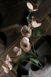 Ranunculus (boterbloem) cappuccino