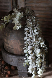 Eucalyptus hanger