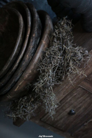 Toef asparagus bruin