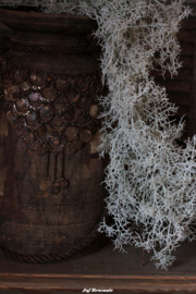 Toef tillandsia grijs