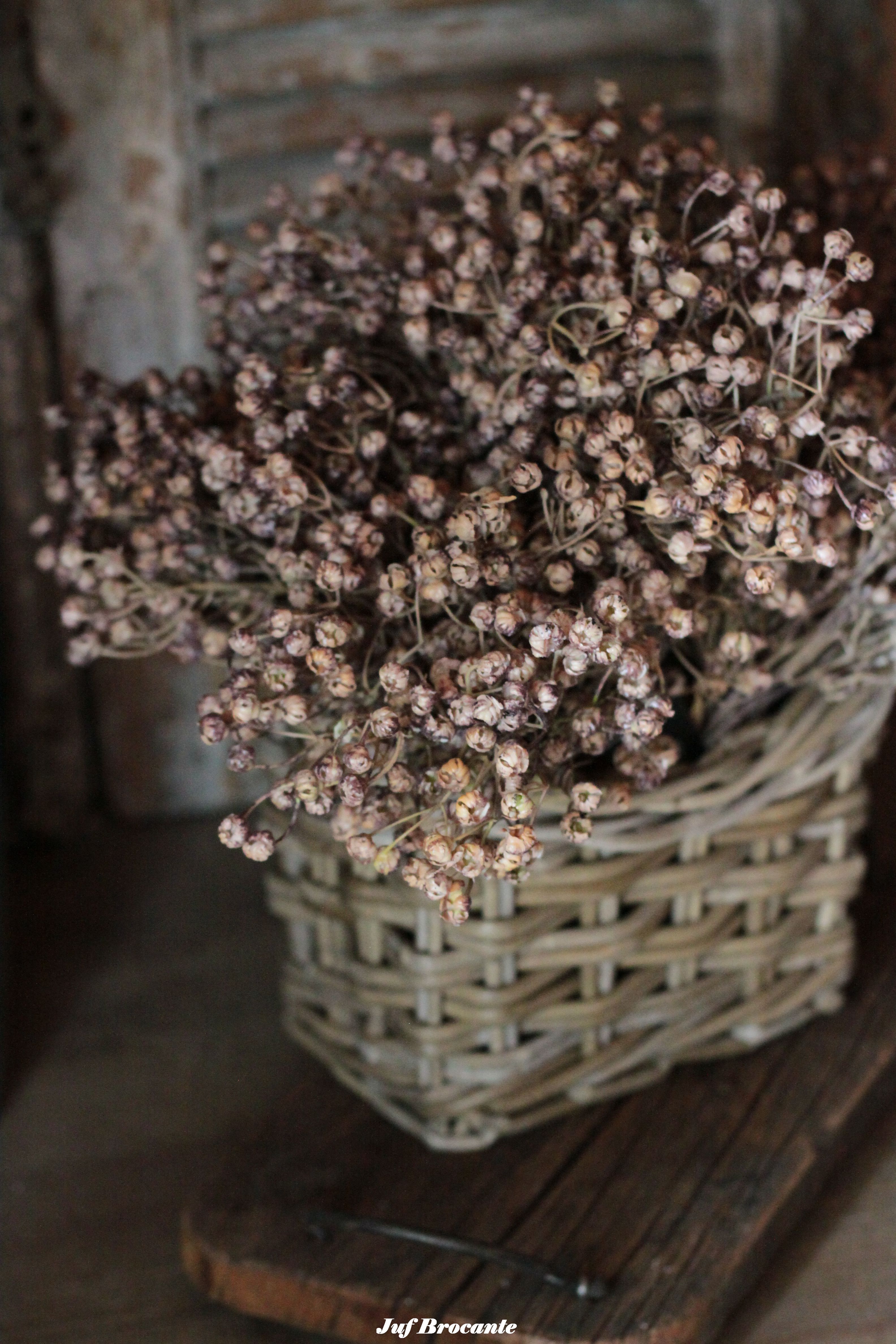 Bosje kunst Ilex serrata bruin