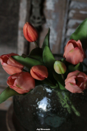 Bos waxtulpen peach