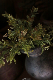 Brynxz buxus