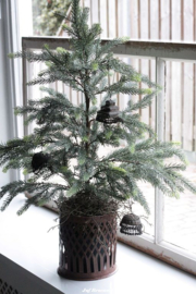 Blauwspar in pot 90 cm (real touch)