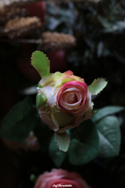 Roos 'offwhite met een vleugje roze'