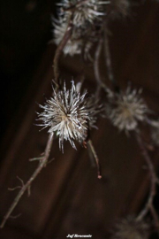 Herfst pompom twijg