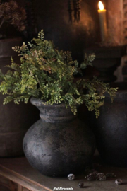 Brynxz buxus