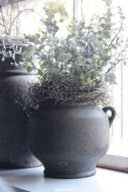 Volle bos eucalyptus