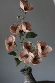 Ranunculus (boterbloem) cappuccino