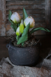 Potje met tulpen compleet