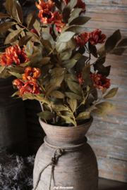 Paeonia orange