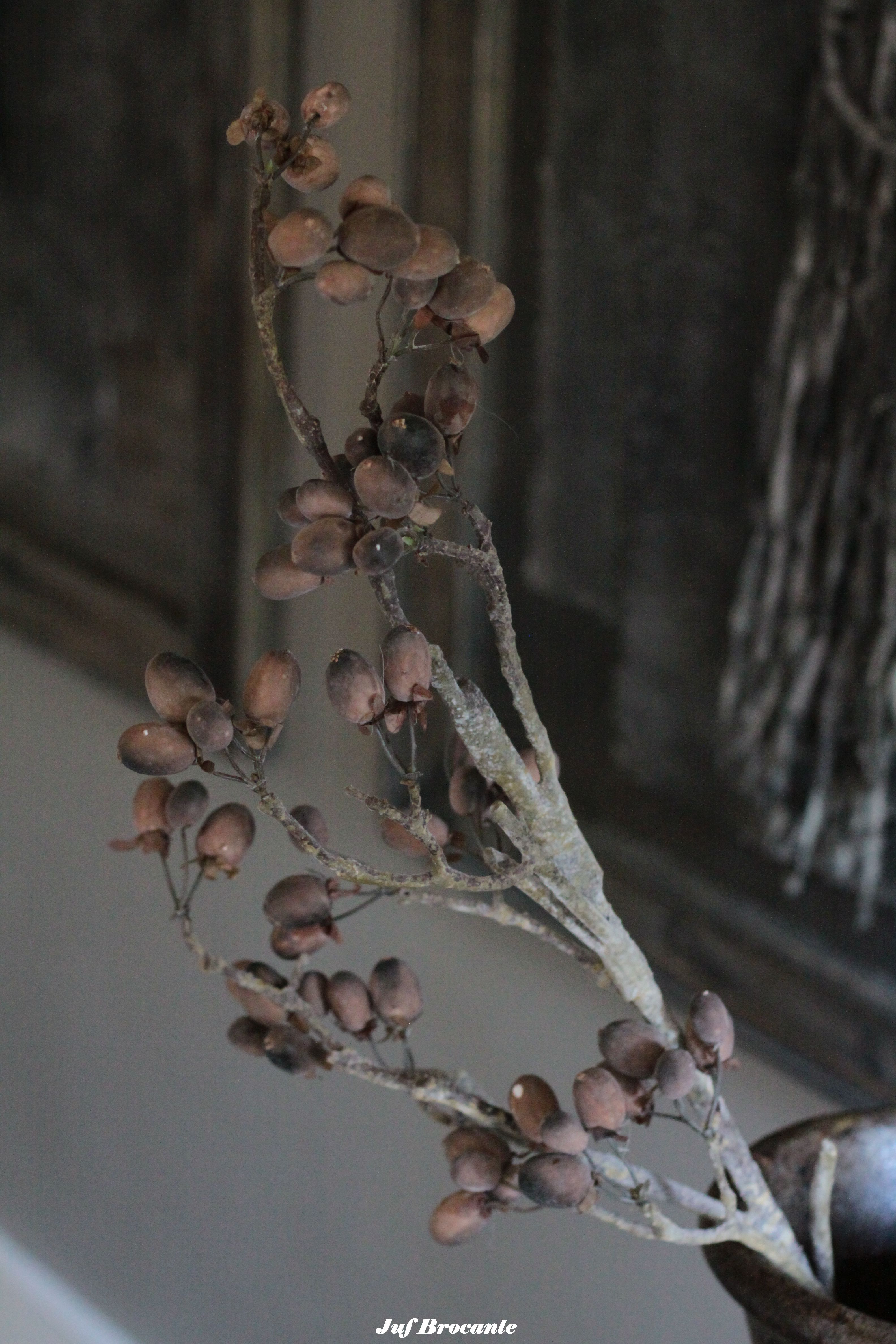 Brynxz Alnus grande brown