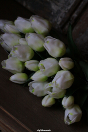 Bos waxtulpen wit