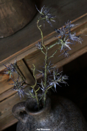 Blauwe distel