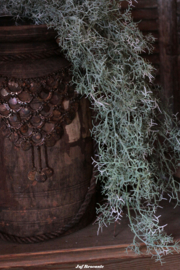 Toef tillandsia groen