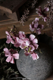Brynxz cosmos antique pink bundle