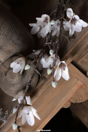 Magnolia white