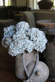 Bos hortensia's blue