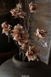Brynxz azalea stem cappuccino