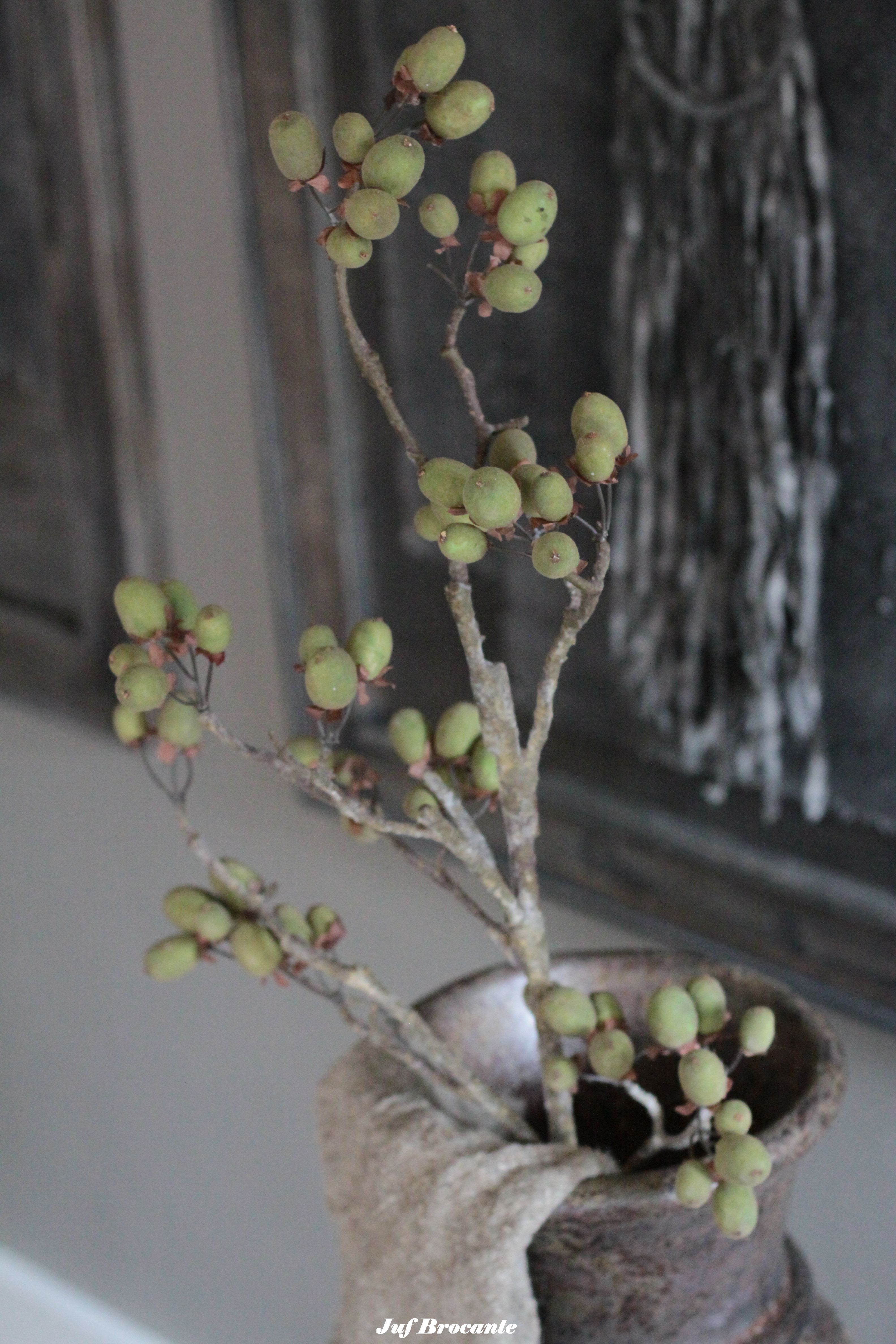 Brynxz Alnus grande green
