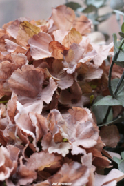 Grote (kunst) hortensia orange