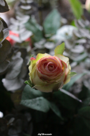 Roos 'offwhite met een vleugje roze'