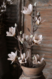 Magnolia white